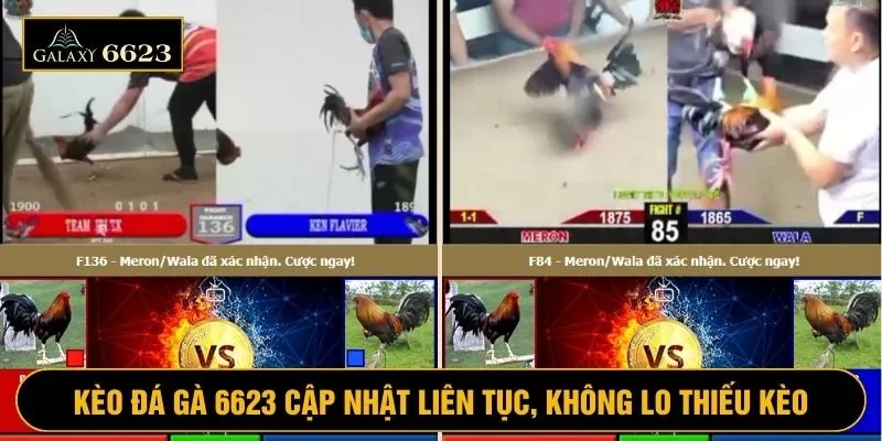 Các trận đấu đá gà tại 6623 cập nhật liên tục, không lo hết kèo