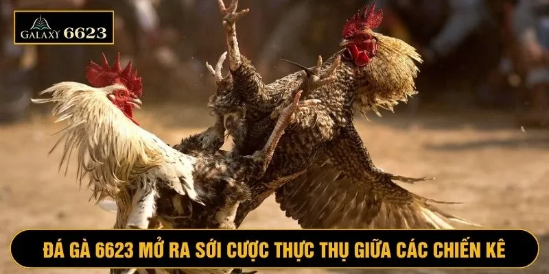 Đá gà tại 6623 mở ra trận chiến mãn nhãn giữa các chiến kê